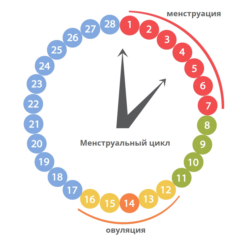 Менструаульный цикл, овуляция